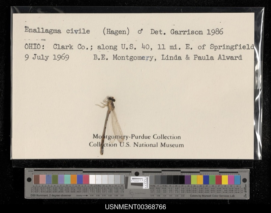Specimen of Enallagma civile (Hagen, 1861)