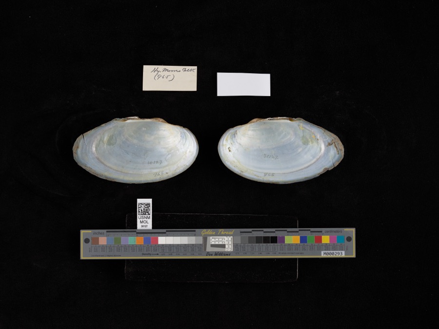 Specimen of Pyganodon grandis (Say, 1829)