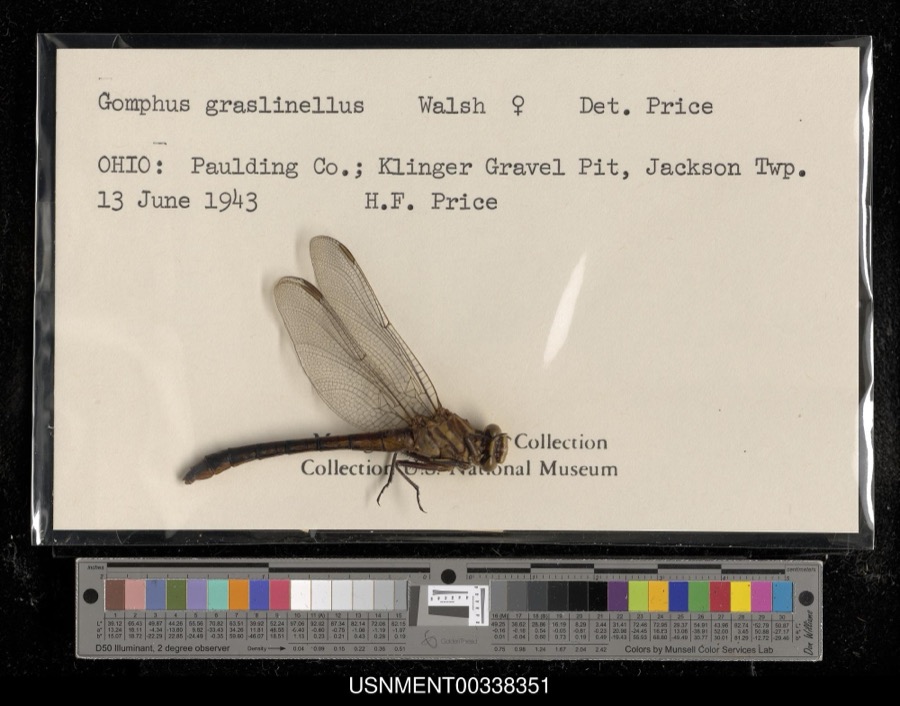 Specimen of Gomphus graslinellus Walsh, 1862