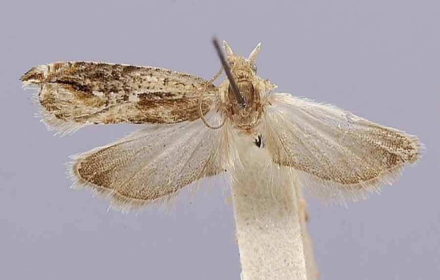 Specimen of Anchylopera brauni Heinrich, 1931