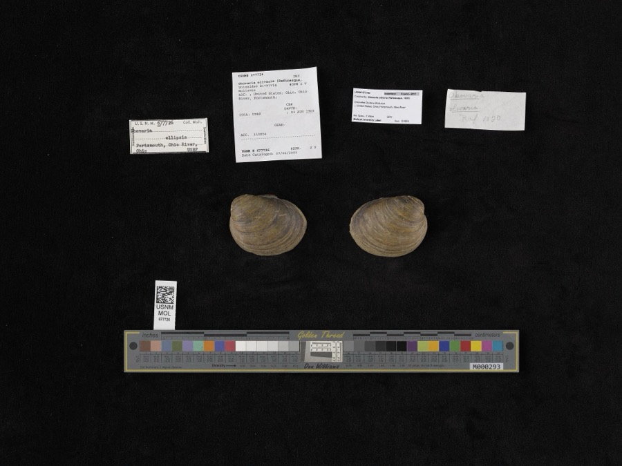 Specimen of Obovaria olivaria (Rafinesque, 1820)