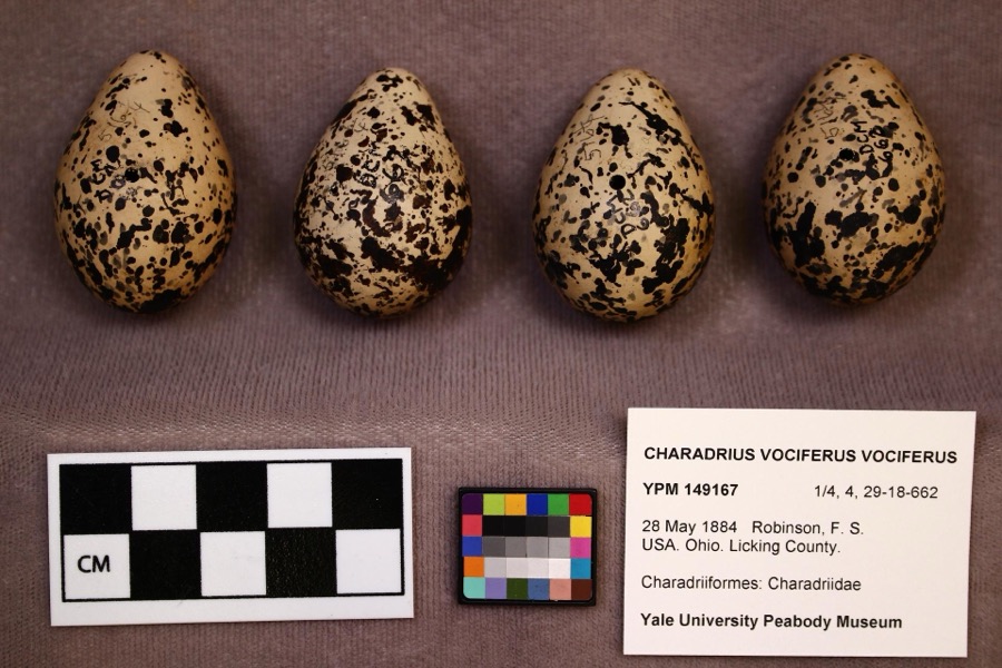 Specimen of Charadrius vociferus vociferus Linnaeus, 1758