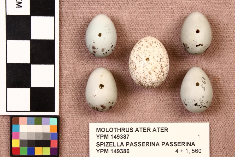 Specimen of Molothrus ater ater (Boddaert, 1783)
