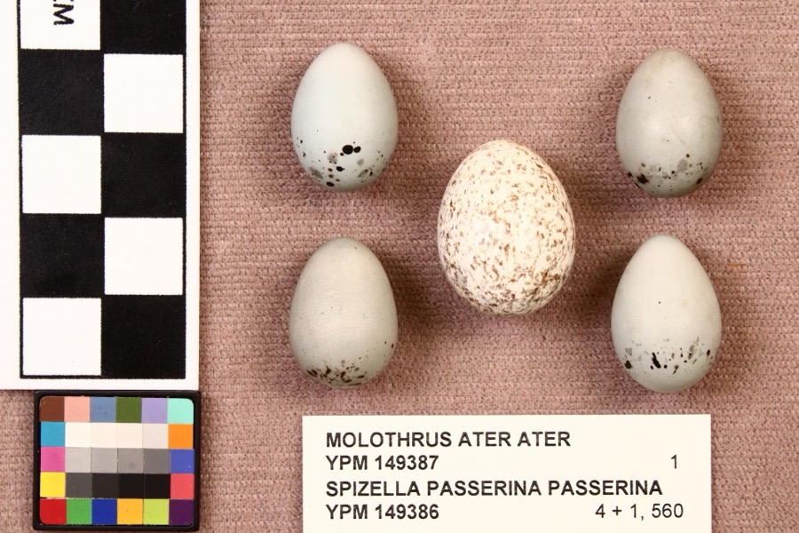 Specimen of Spizella passerina passerina (Bechstein, 1798)