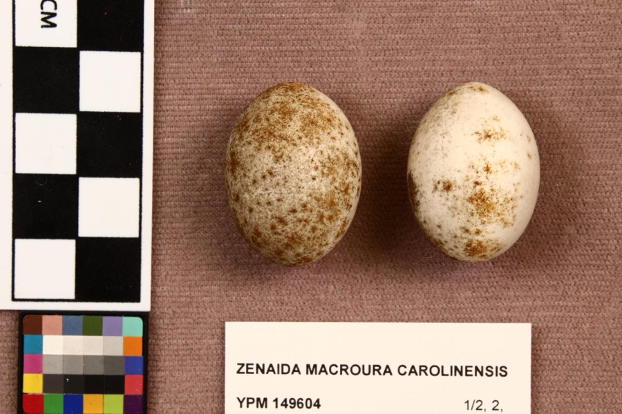 Specimen of Zenaida macroura carolinensis (Linnaeus, 1766)