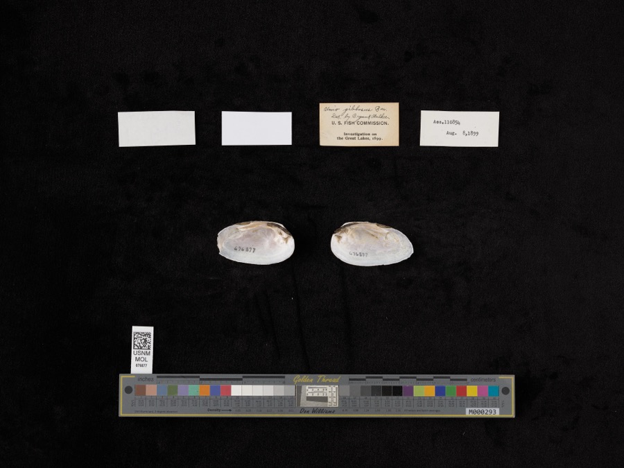 Specimen of Elliptio dilatatus (Rafinesque, 1820)