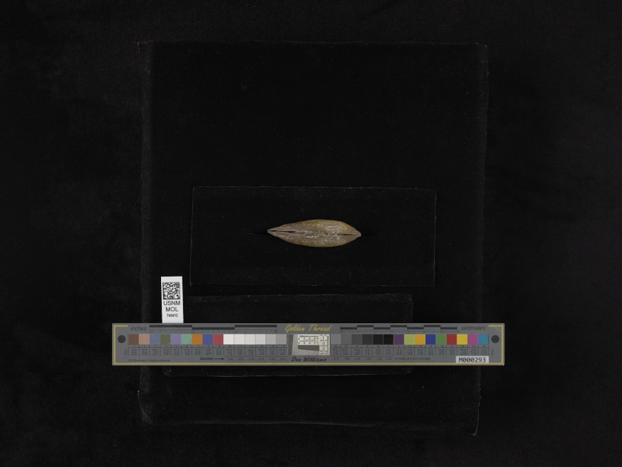 Specimen of Elliptio dilatatus (Rafinesque, 1820)