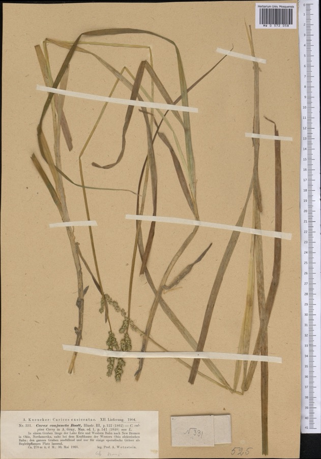 Specimen of Carex conjuncta Boott