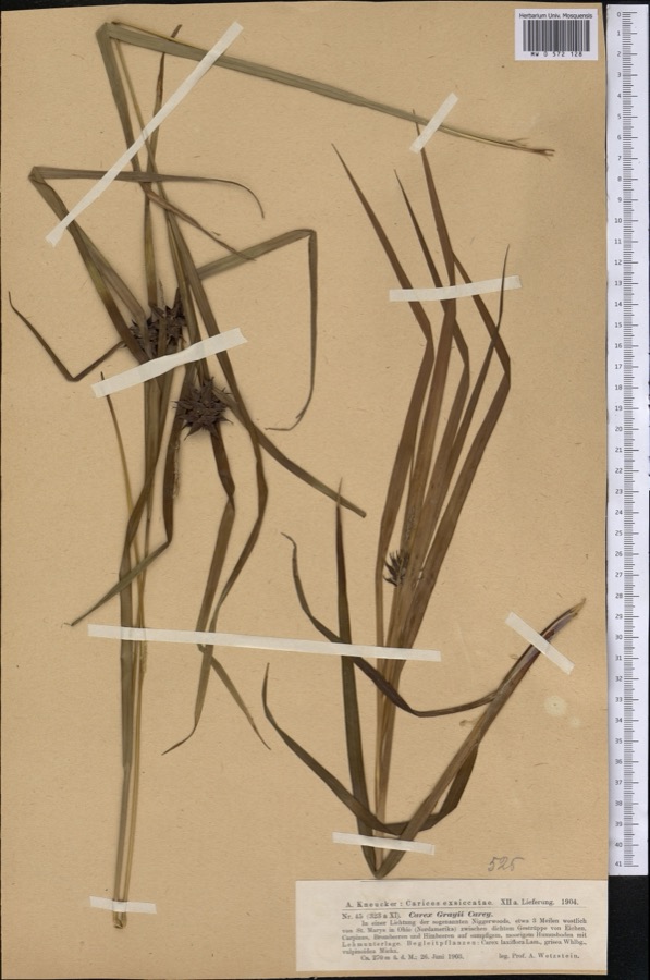Specimen of Carex grayi J.Carey