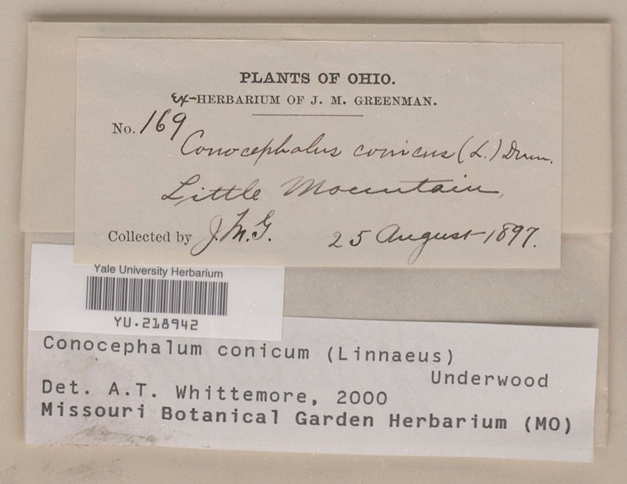 Specimen of Conocephalum conicum (L.) Underw.