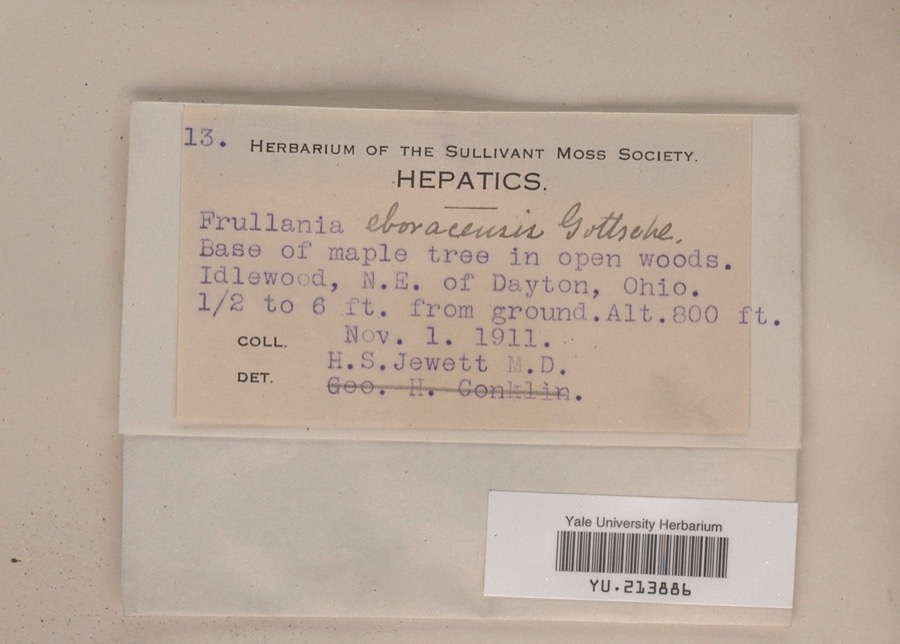 Specimen of Frullania eboracensis Gottsche