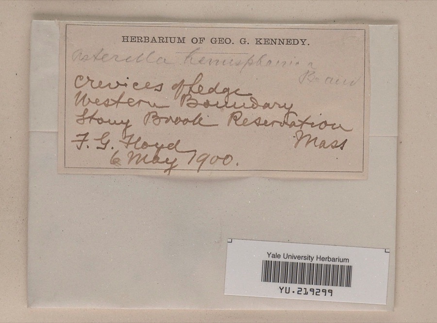 Specimen of Reboulia hemisphaerica (L.) Raddi