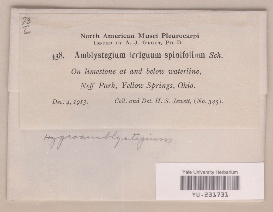 Specimen of Hygroamblystegium irriguum var. spinifolium Mönk.