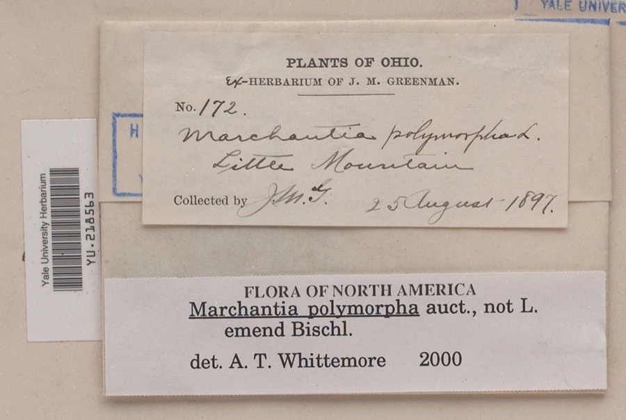 Specimen of Marchantia polymorpha L.