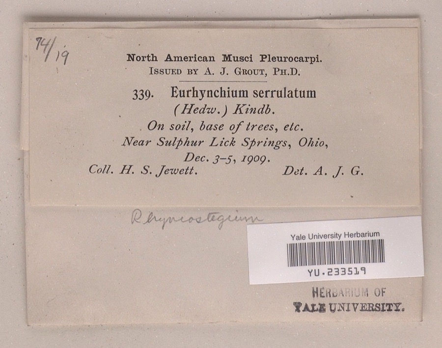 Specimen of Rhynchostegium serrulatum (Hedw.) A.Jaeger