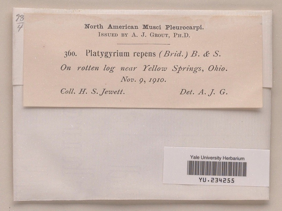 Specimen of Platygyrium repens (Brid.) Schimp.