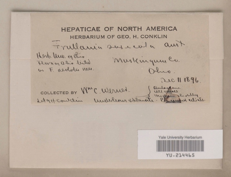 Specimen of Frullania saxicola Austin