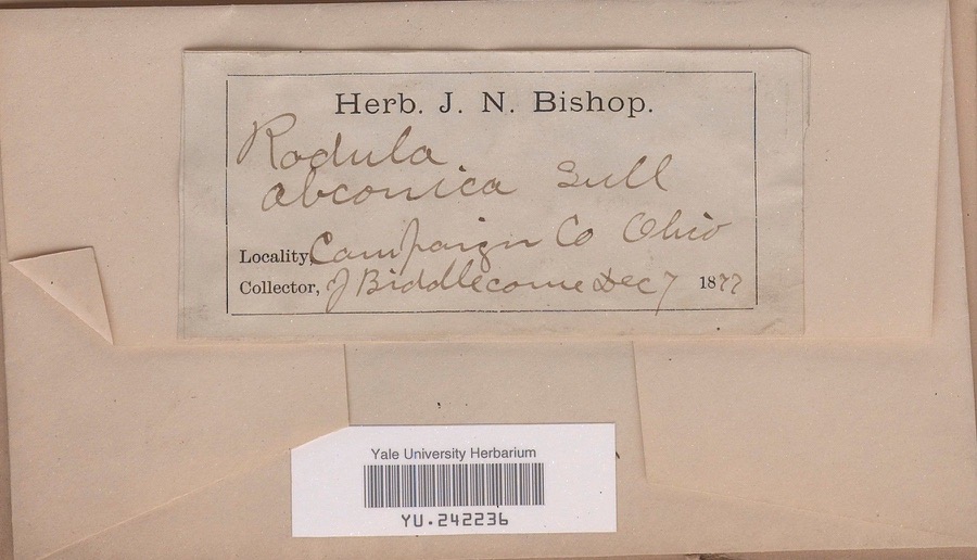 Specimen of Radula obconica Sull.