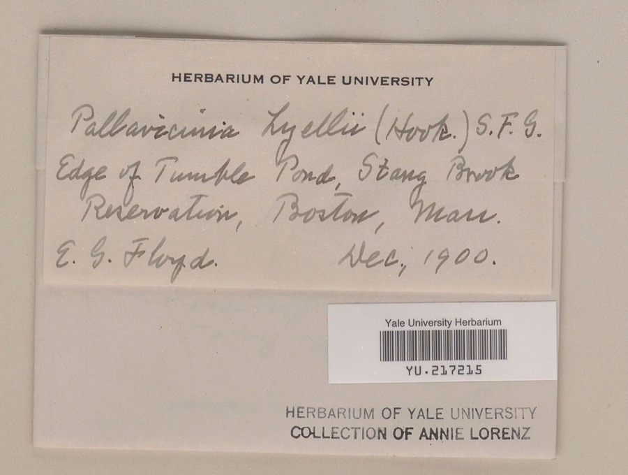 Specimen of Pallavicinia lyellii (Hook.) Gray
