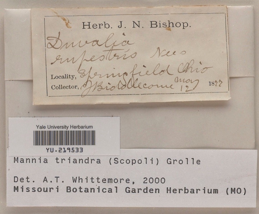 Specimen of Mannia triandra (Scop.) Grolle