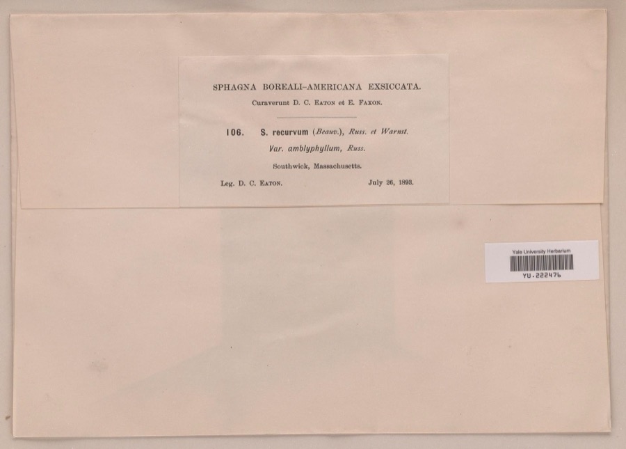 Specimen of Sphagnum recurvum P.Beauv.