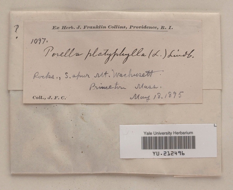 Specimen of Porella platyphylla (L.) Pfeiff.