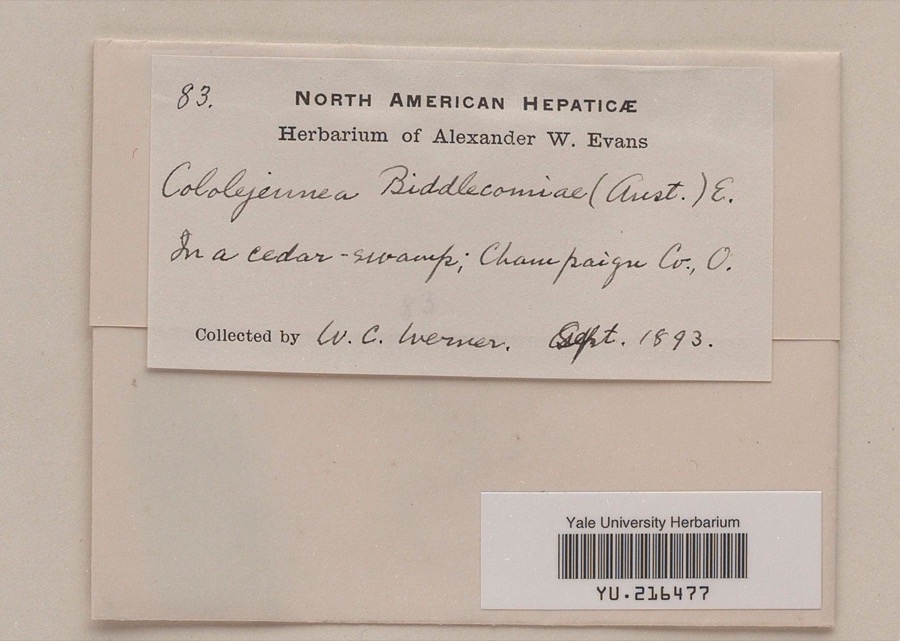 Specimen of Cololejeunea biddlecomiae (Austin ex Pearson) A.Evans