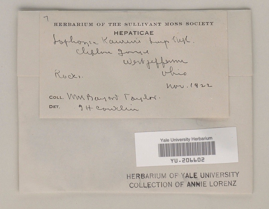 Specimen of Leiocolea gillmanii (Austin) A.Evans