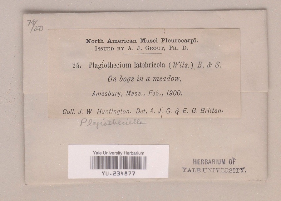 Specimen of Plagiotheciella latebricola (Schimp.) M.Fleisch.