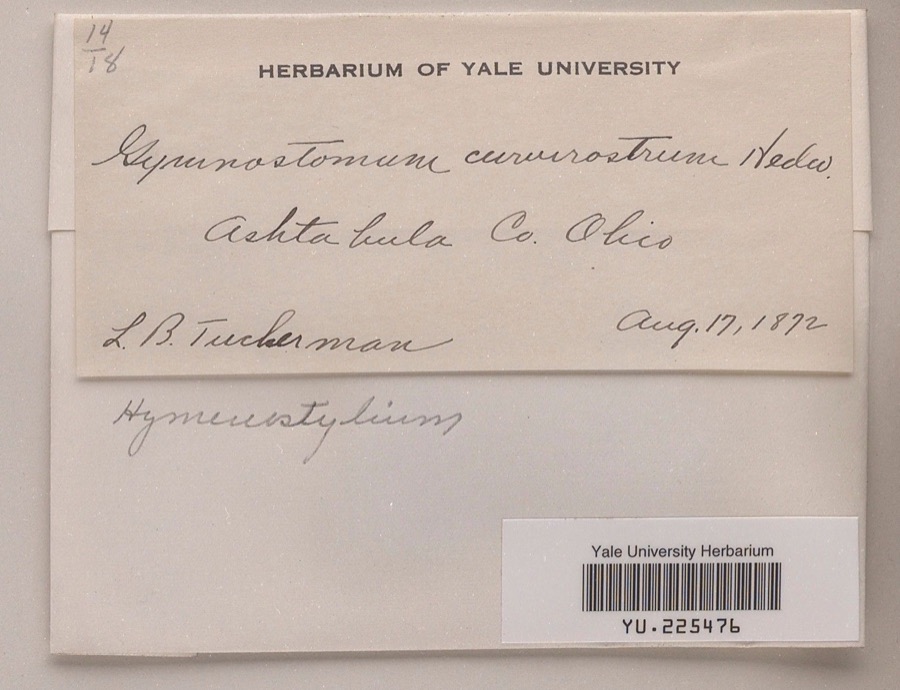Specimen of Hymenostylium curvirostre Mitt.