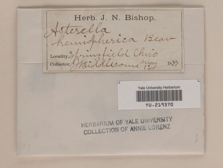 Specimen of Reboulia hemisphaerica (L.) Raddi