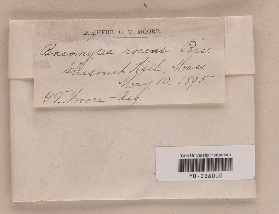 Specimen of Baeomyces roseus Pers.