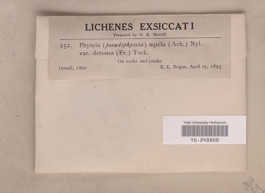 Specimen of Anaptychia aquila (Ach.) A.Massal.