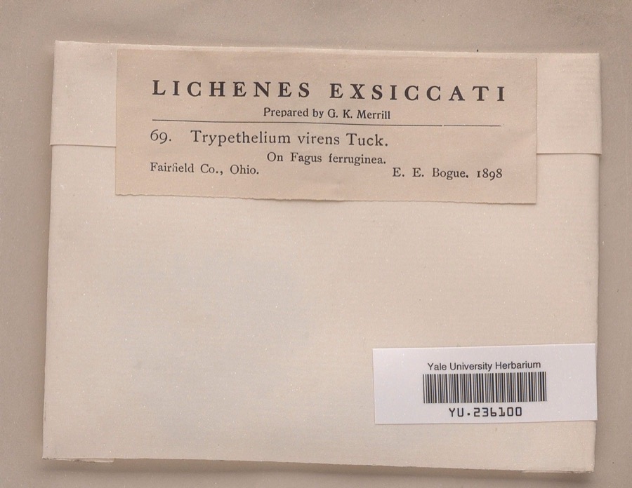 Specimen of Trypethelium virens Tuck.
