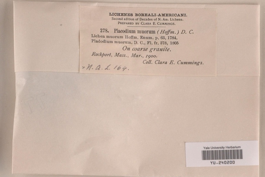 Specimen of Caloplaca murorum Th.Fr.
