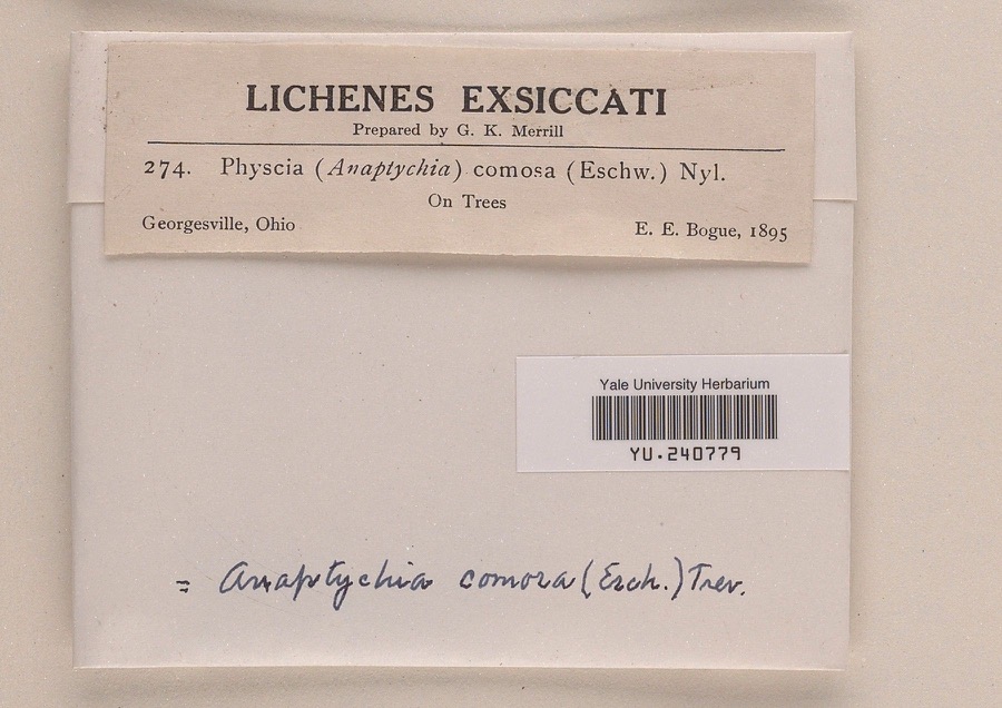 Specimen of Anaptychia comosa (Eschw.) A.Massal.