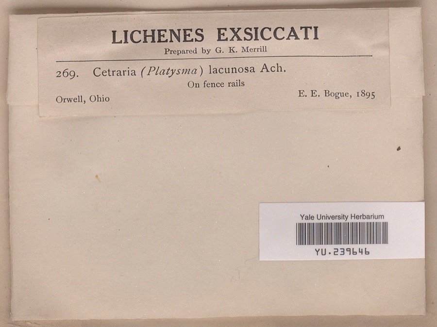 Specimen of Cetraria lacunosa Ach.