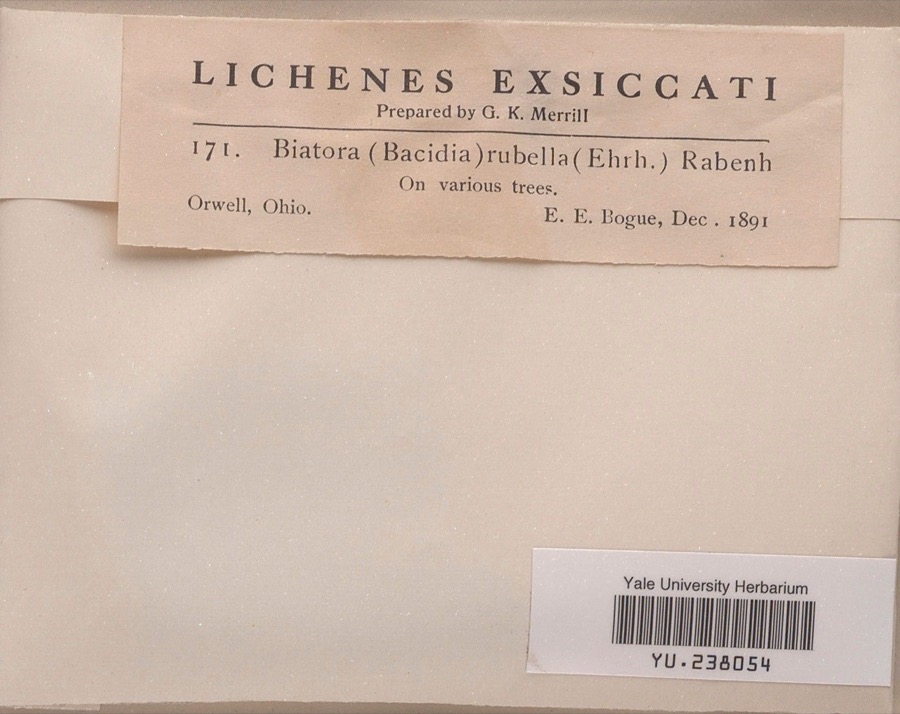 Specimen of Bacidia rubella (Hoffm.) A.Massal.