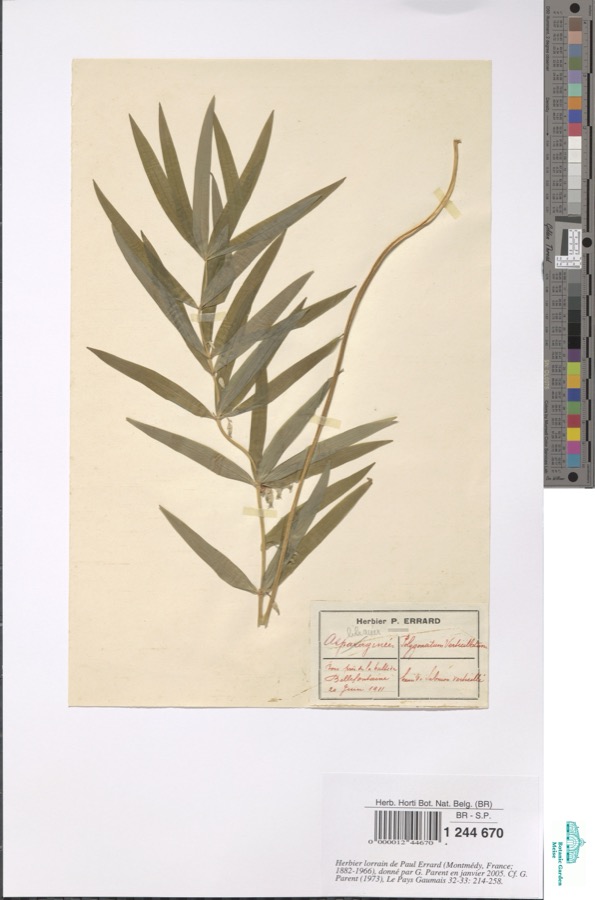 Specimen of Polygonatum verticillatum (L.) All.