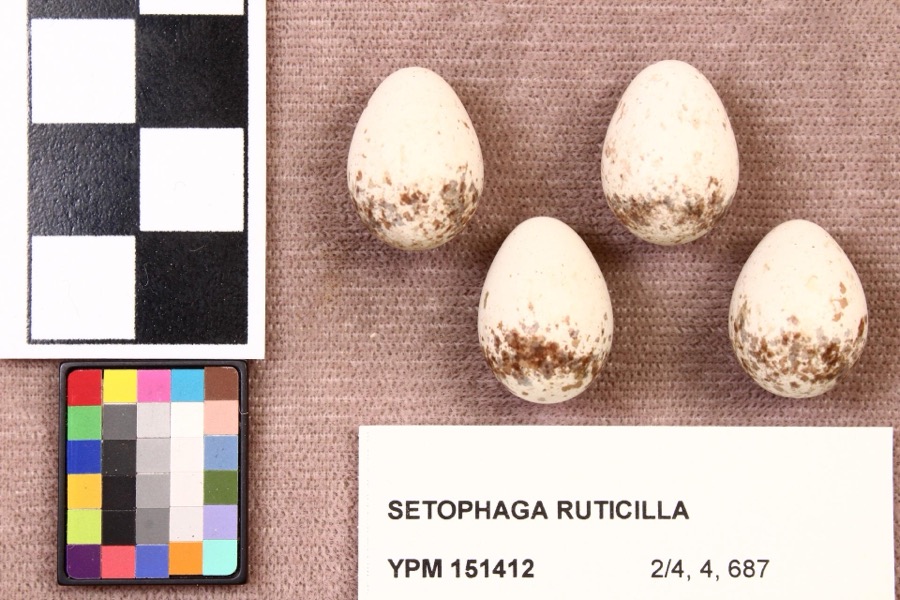 Specimen of Setophaga ruticilla (Linnaeus, 1758)
