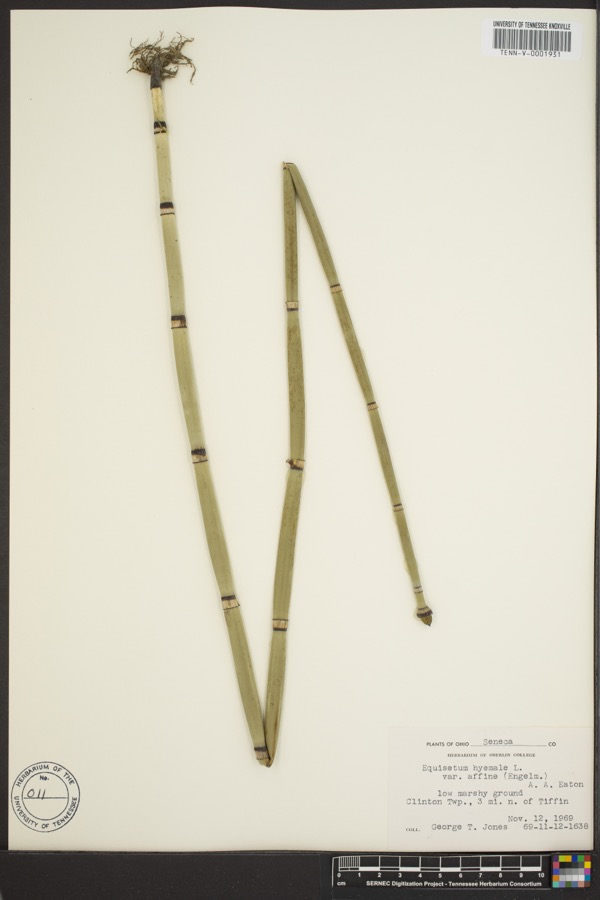 Specimen of Equisetum hyemale L.