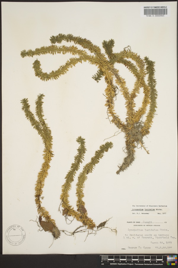 Specimen of Lycopodium lucidulum Michx.