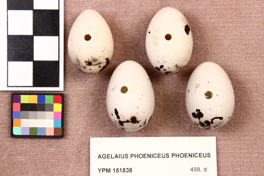 Specimen of Agelaius phoeniceus phoeniceus (Linnaeus, 1766)