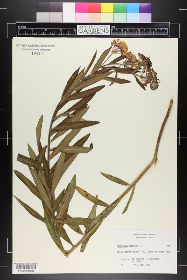 Specimen of Asclepias tuberosa L.