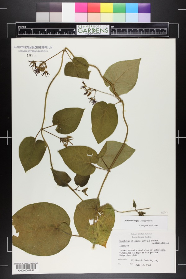 Specimen of Odontostephana obliqua (Jacq.) Alexander