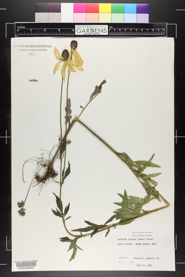 Specimen of Ratibida pinnata (Vent.) Barnhart