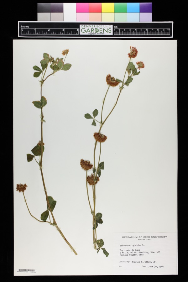 Specimen of Trifolium hybridum L.