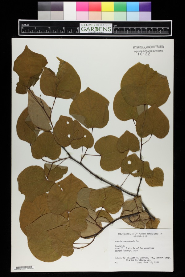 Specimen of Cercis canadensis L.