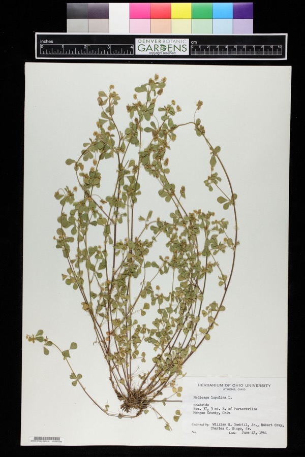 Specimen of Medicago lupulina L.