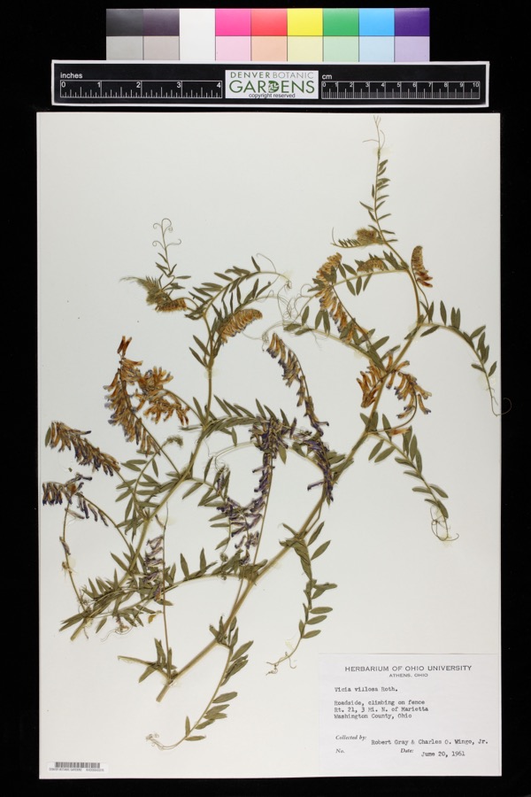 Specimen of Vicia villosa Roth